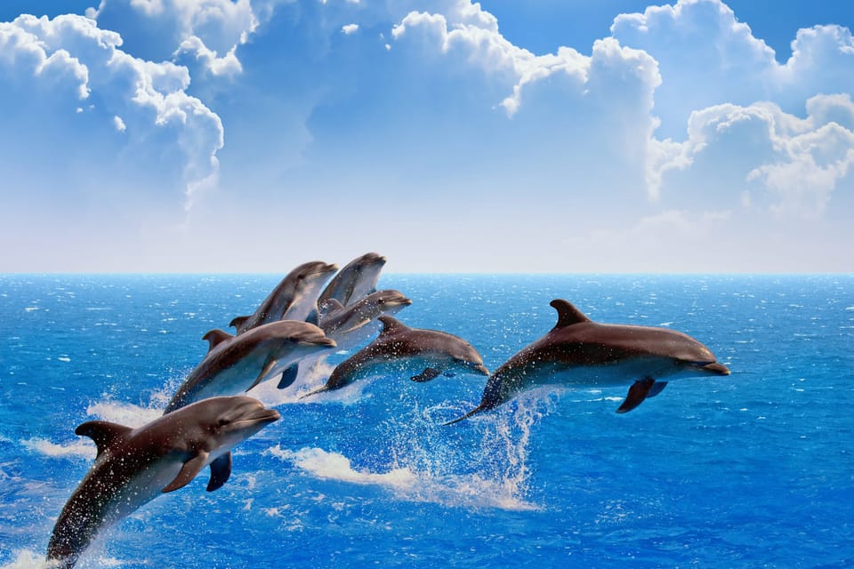 Dolphin Cruise Trip