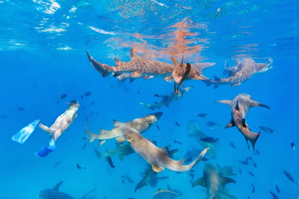 Nurse Shark Snorkeling