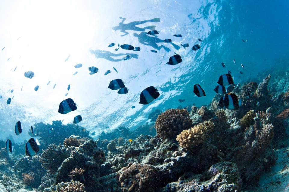 Snorkel Safari