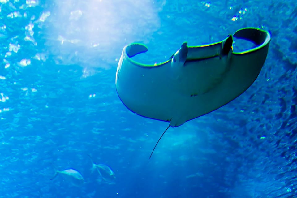 Snorkel with Manta Ray
