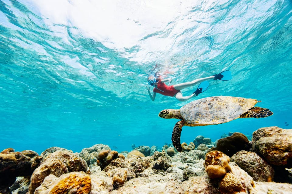 Turtle Snorkeling