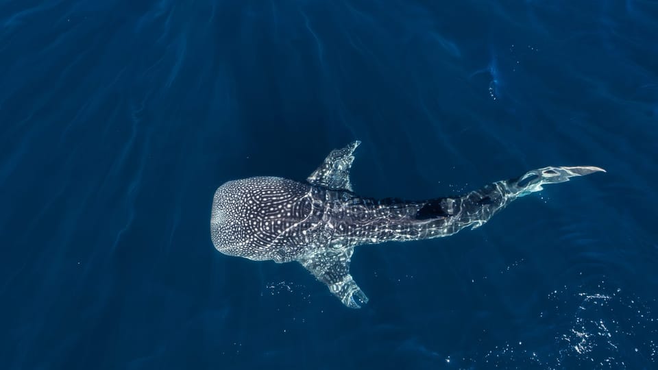 Snorkel with the Whale Shark